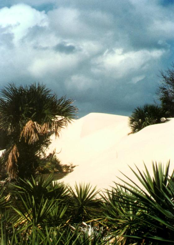 Palmetto Dunes